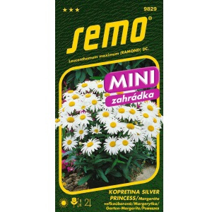 Kopretina bílá SILVER PRINCESS