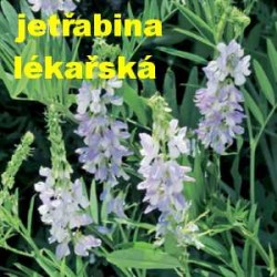 Jestřabina lékařská