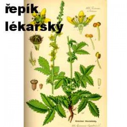 Řepík lékařský