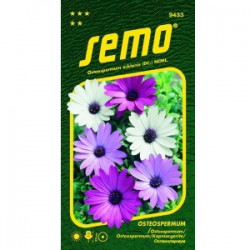 Osteospermum BALADE MIX